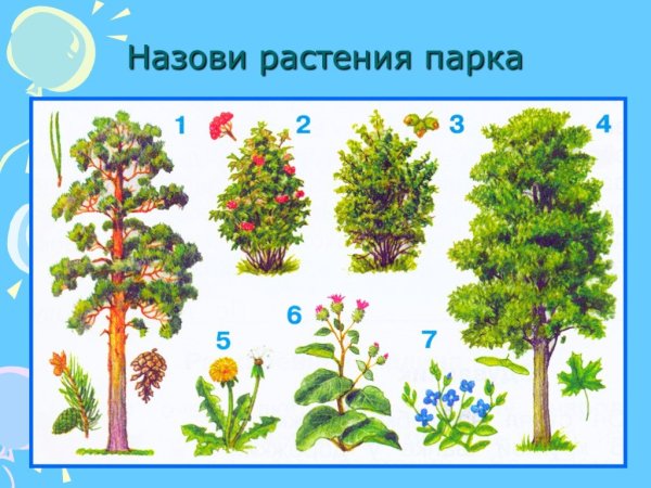 Растительный мир для дошкольников