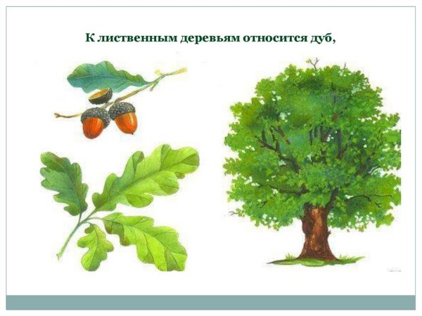 Деревья для детей дошкольного возраста дуб