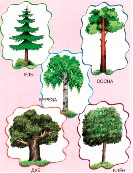 Хвойные и лиственные деревья для дошкольников