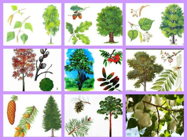 Лиственные деревья для детей