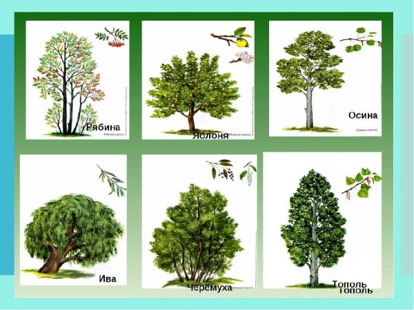 Береза, осина, яблоня, дуб