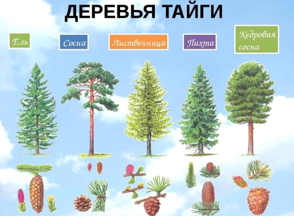 Хвойные деревья ель сосна лиственница пихта Кедровая сосна