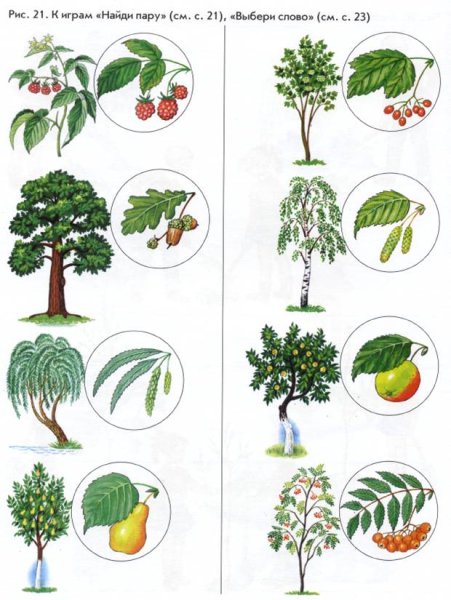 Деревья для дошкольников