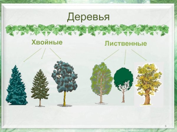 Лиственные и хвойные деревья