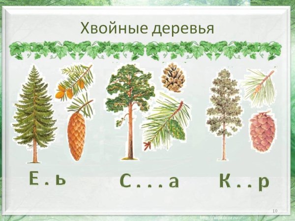 Хвойные деревья задания для дошкольников