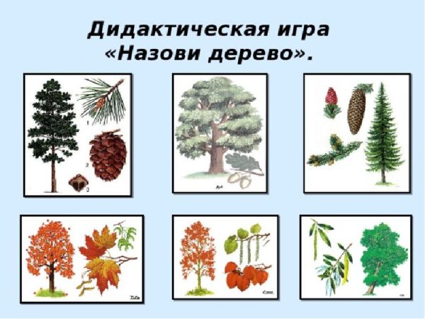 Кусты деревья для дошкольника