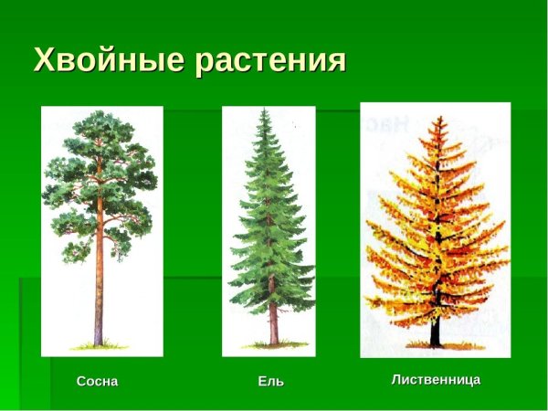 Ель сосна Кедровая сосна пихта лиственница