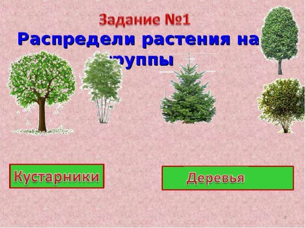 Деревья и кустарники для детей