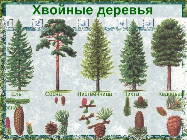 Хвойные деревья сосна ель лиственница