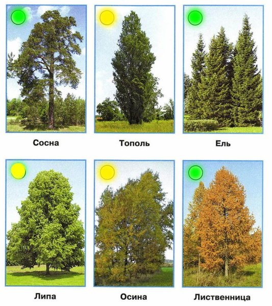 Лиственные деревья Тополь липа осина лиственница