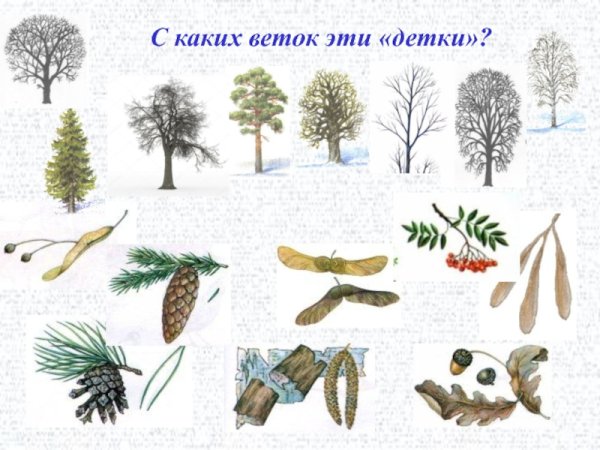 Деревья и кустарники в зимнем наряде