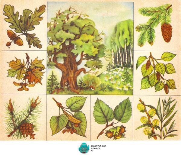 Лото «в мире растений»