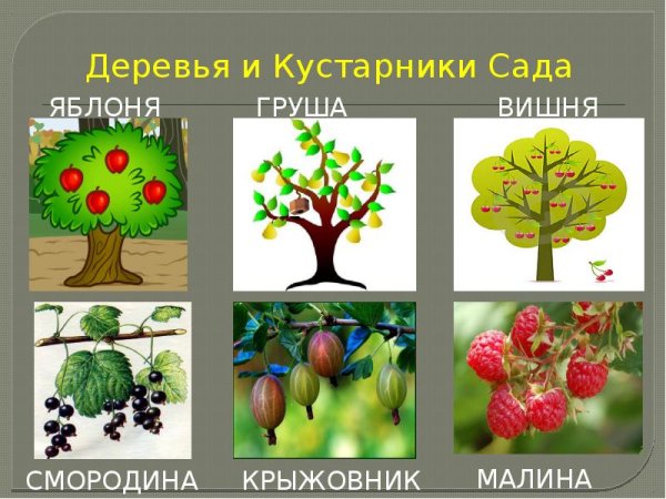 Фруктовые деревья названия для детей