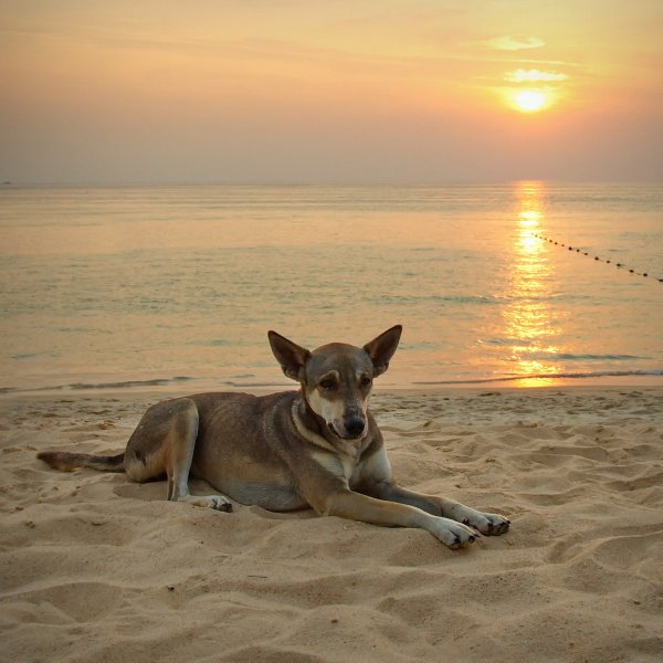 Собачий пляж