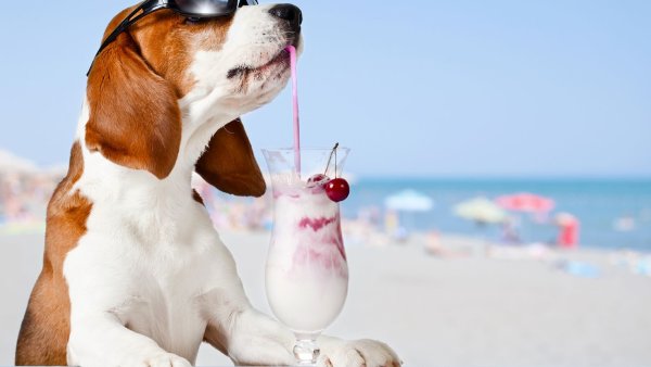 Позитивные собаки