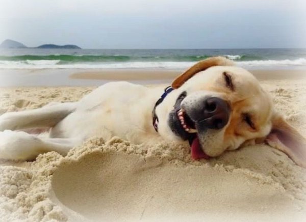 Собака на пляже