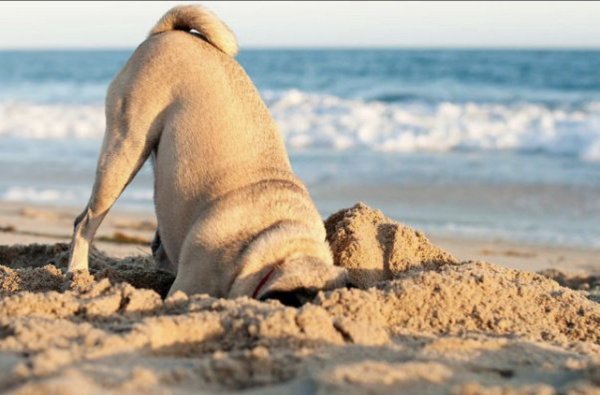 Мопс на море