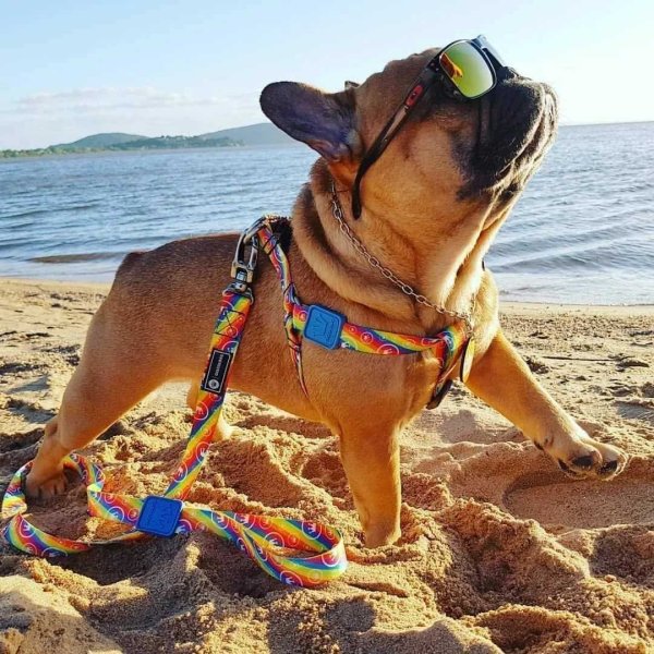 Собака на море