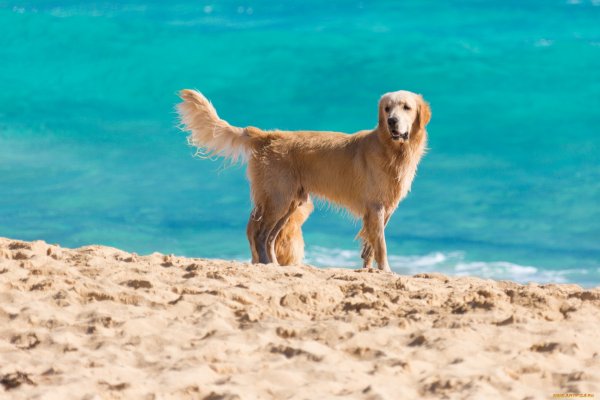 Собака на море