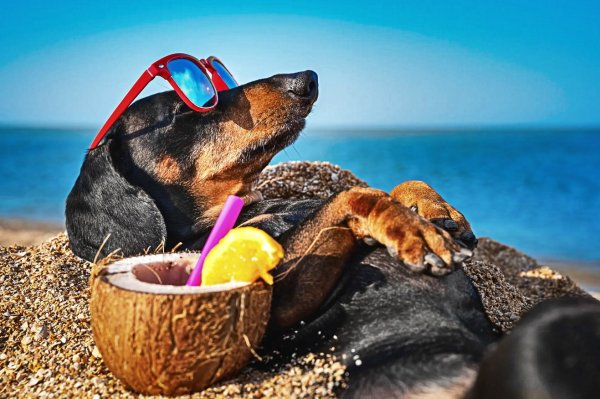 Собачий загар