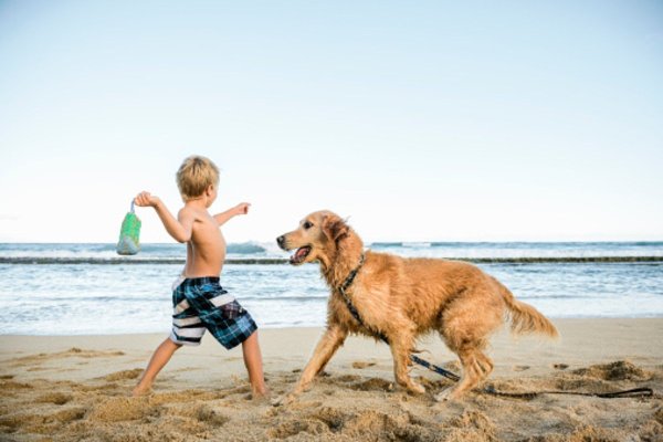 Собака на пляже