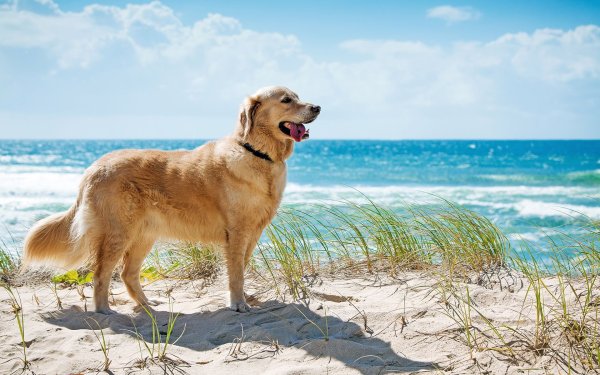 Золотистый ретривер щенок на пляже
