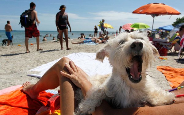 Собака отдыхает на пляже