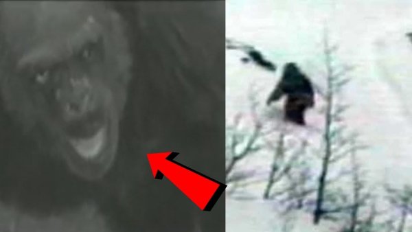 Снежный человек настоящий