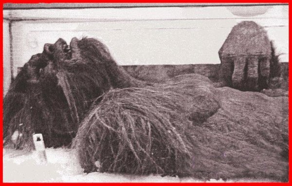 Останки снежного человека