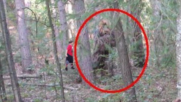 Существует ли бигфут в реальной жизни