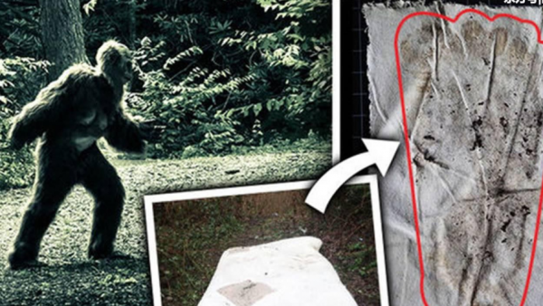 Бигфут существует в реальной жизни