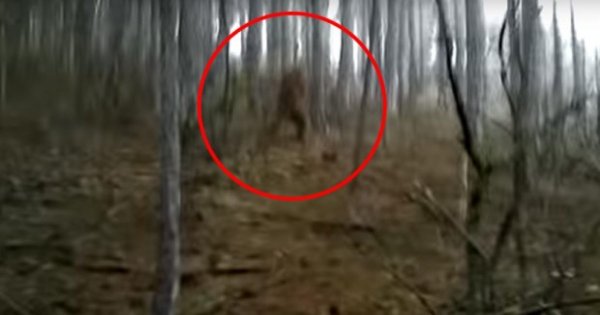 Странные необъяснимые существа