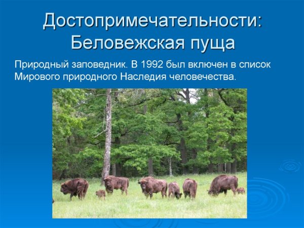 Беларусь достопримечательности Беловежская пуща