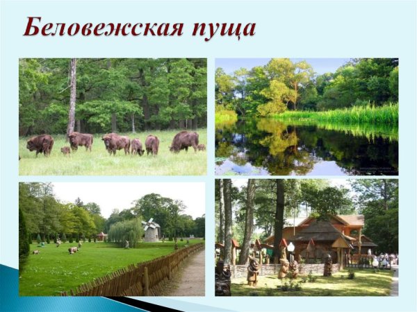 Проект по Белоруссии Беловежская пуща