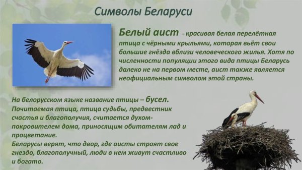 Интересные факты о аистах