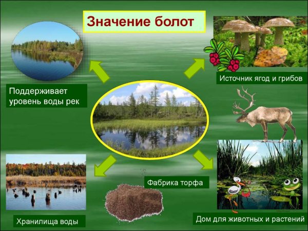 Сообщество болота