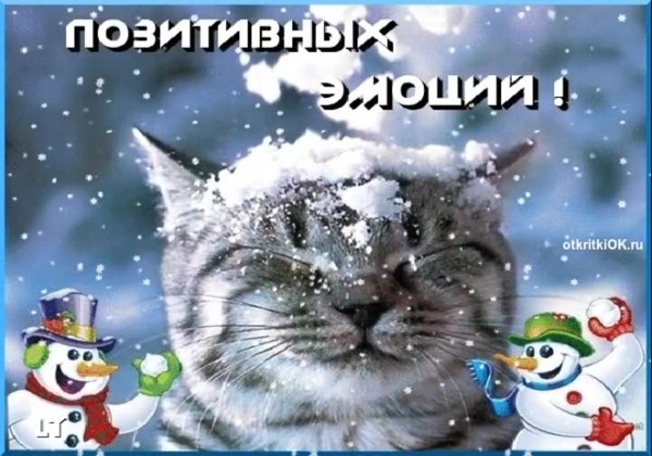Зимнего настроения и хорошего дня коты