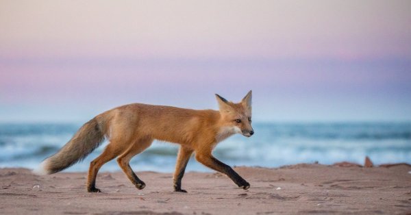 Лисичка на море