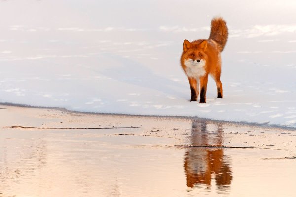 Лисенок на пляже