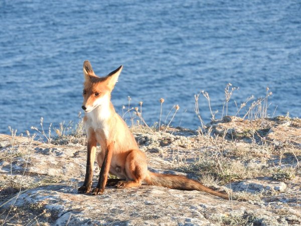 Горная лисица Крыма