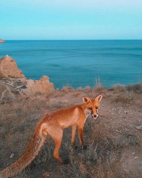 Лиса Крымская Степная