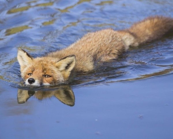 Лиса в воде