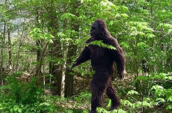 Йети бигфут сасквоч Леший