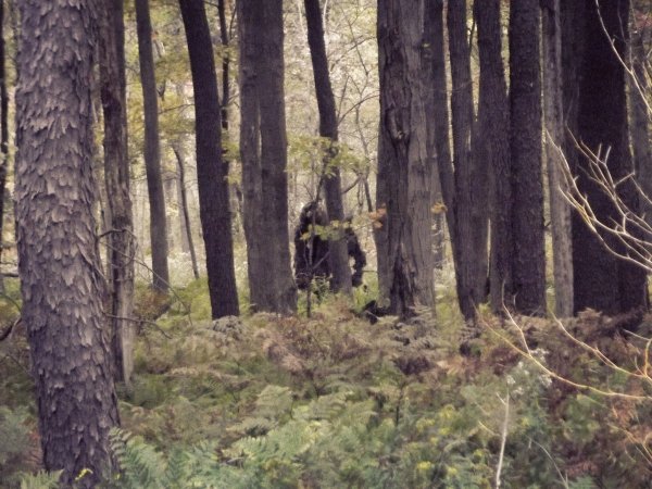 Йети в Карелии