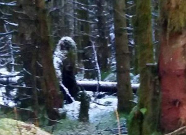 Снежный человек Йети в Карелии