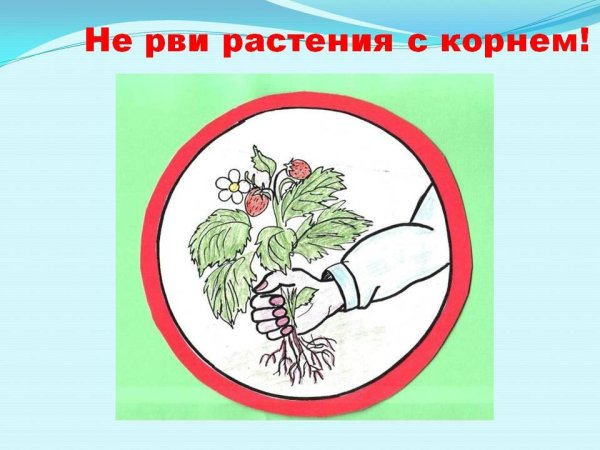Не рви растения