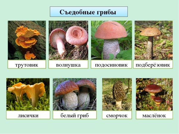 Съедобные грибы и несъедобные грибы названия