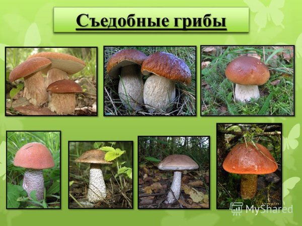 Съедобные грибы окружающий мир
