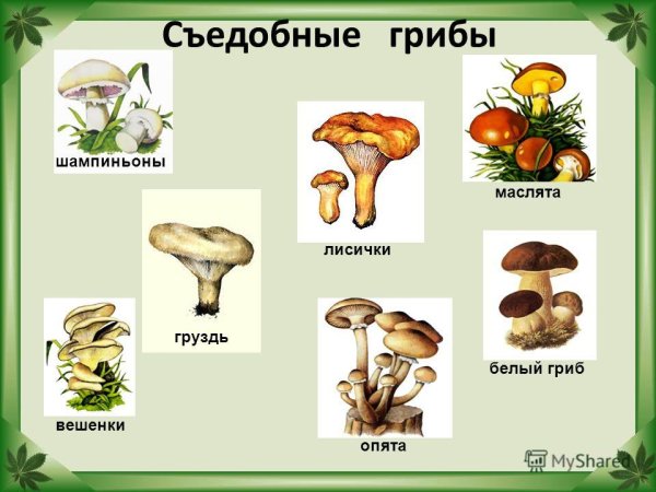 Съедобные грибы и несъедобные грибы 2 класс окружающий мир