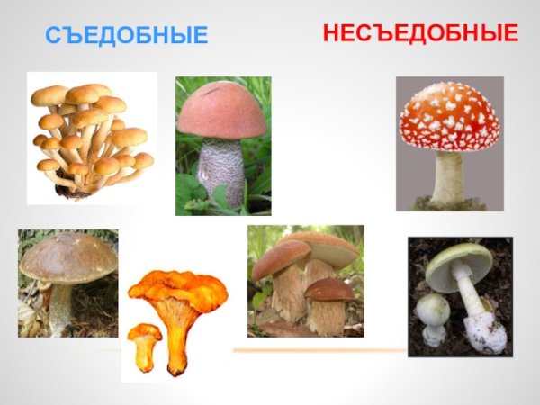 Царство грибов съедобные и несъедобные